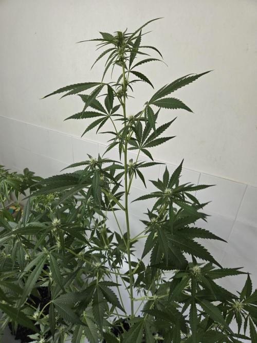 Zup Auto test grow. Week 6 - Zup 1