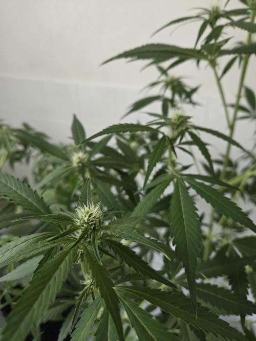 Zup Auto test grow. Week 6 - Zup 1