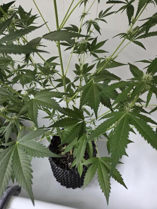 Zup Auto test grow. Week 6 - Zup 1