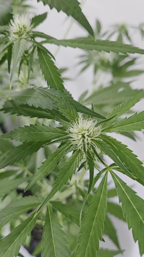 Zup Auto test grow