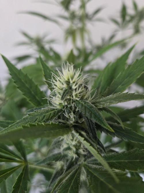 Zup Auto test grow. Week 7 - Zup 2