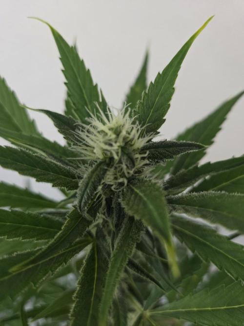 Zup Auto test grow. Week 7 - Zup 2