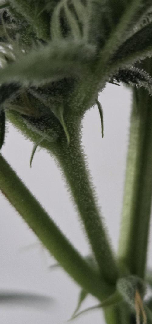 Zup Auto test grow. Week 7 - Zup 2