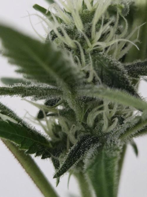 Zup Auto test grow. Week 7 - Zup 2