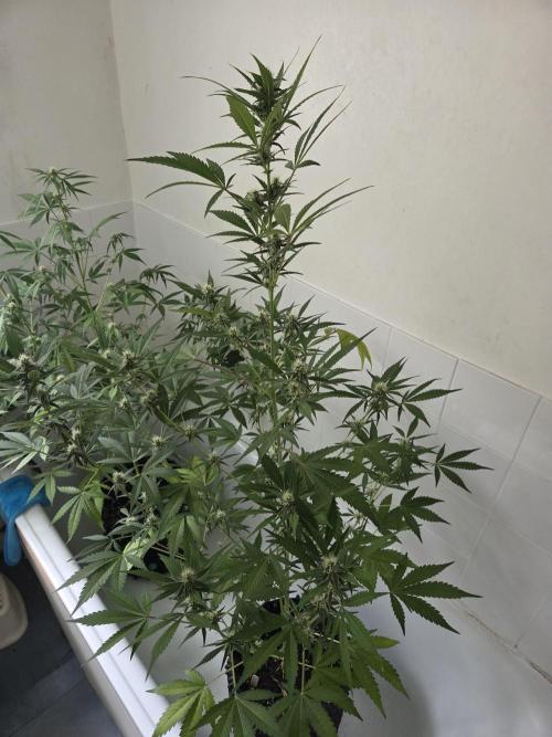 Zup Auto test grow. Week 7