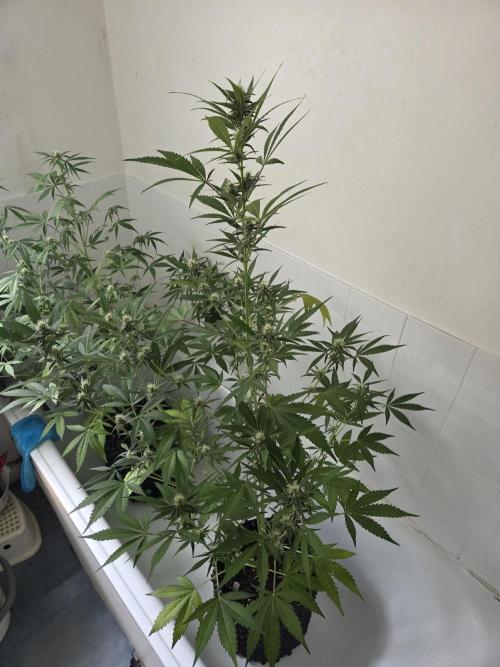 Zup Auto test grow. Week 7 - Zup 2