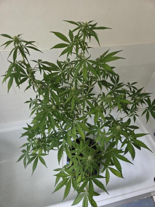 Zup Auto test grow. Week 7 - Zup 1