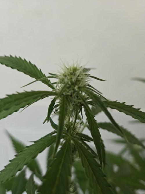 Zup Auto test grow. Week 7 - Zup 1