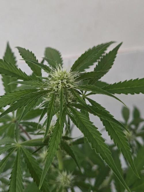 Zup Auto test grow. Week 7 - Zup 1