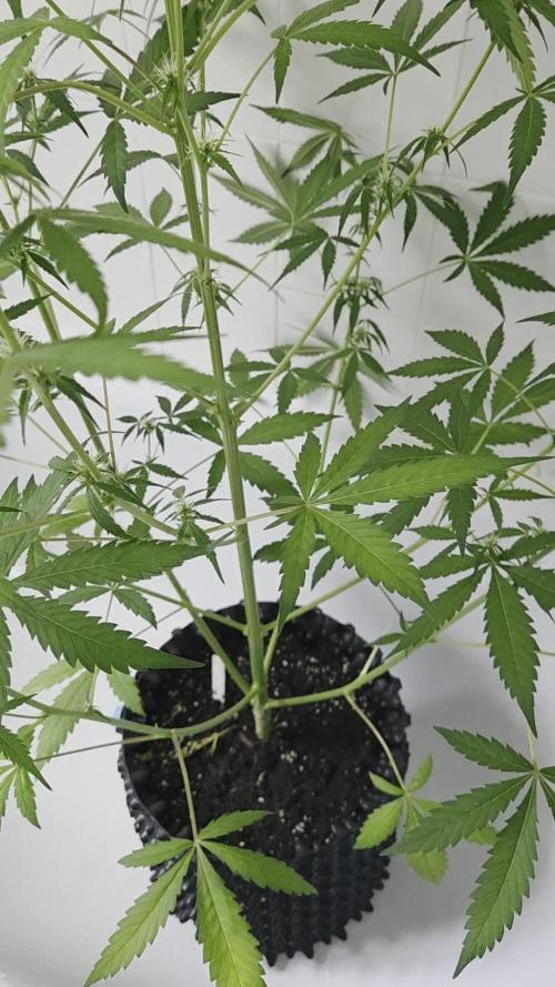 Zup Auto test grow