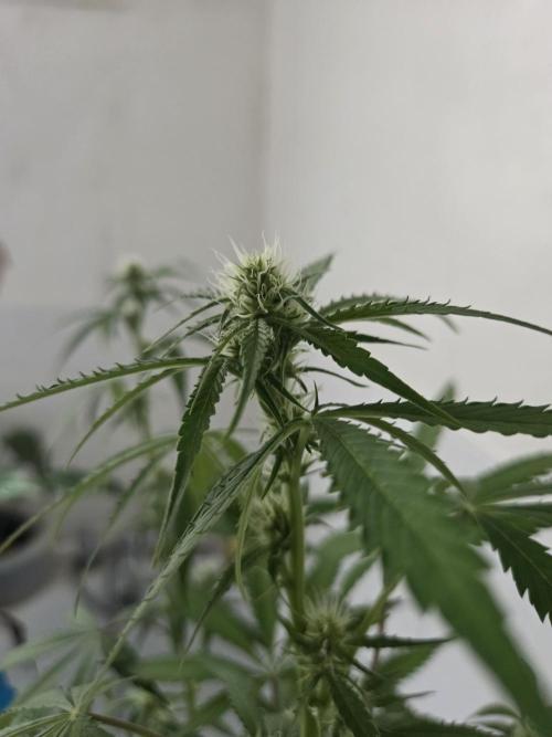 Zup Auto test grow. Week 7 - Zup 1