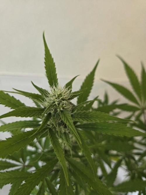 Zup Auto test grow. Week 8 - Zup 2