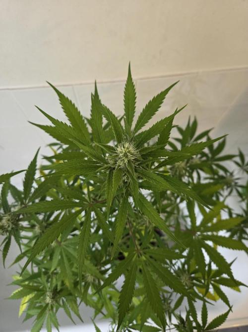 Zup Auto test grow. Week 8 - Zup 2