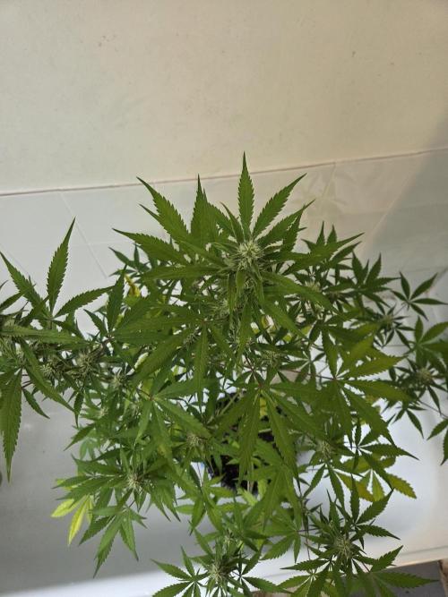 Zup Auto test grow. Week 8 - Zup 2