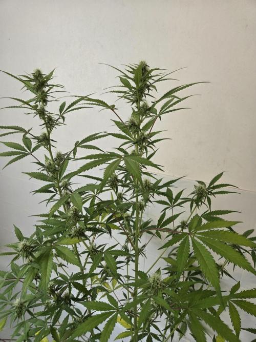 Zup Auto test grow. Week 8 - Zup 2