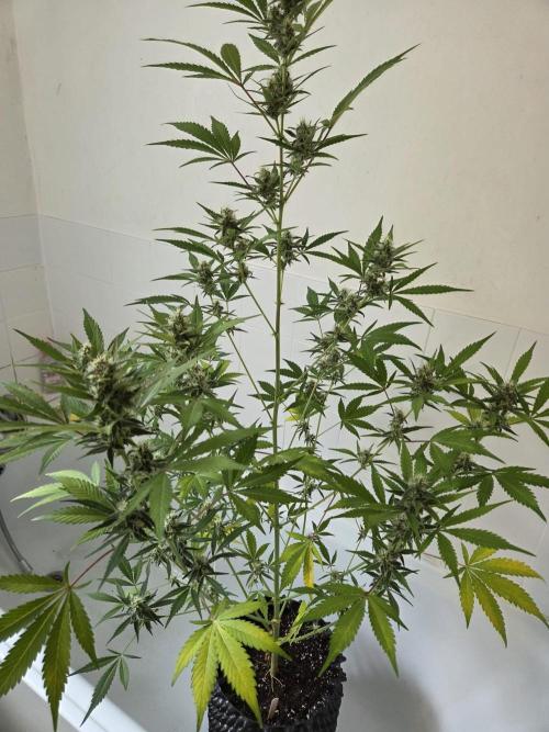 Zup Auto test grow. Week 8 - Zup 1