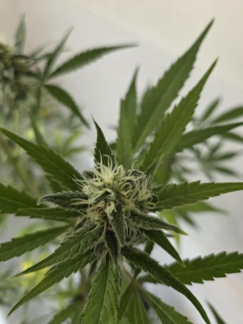 Zup Auto test grow. Week 8 - Zup 1