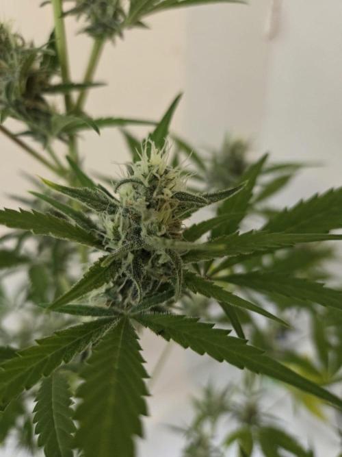 Zup Auto test grow. Week 8 - Zup 1