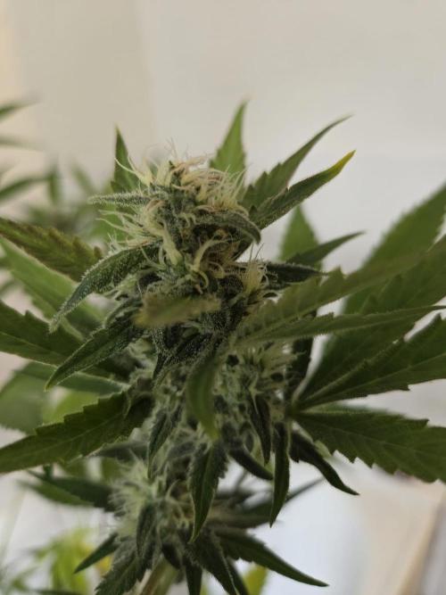 Zup Auto test grow. Week 8 - Zup 1