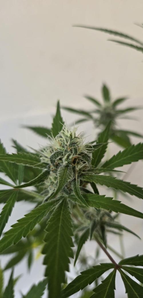 Zup Auto test grow. Week 8 - Zup 1