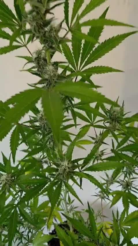 Zup Auto test grow