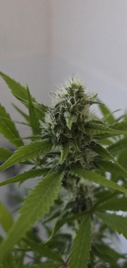 Zup Auto test grow. Week 9 - Zup 2