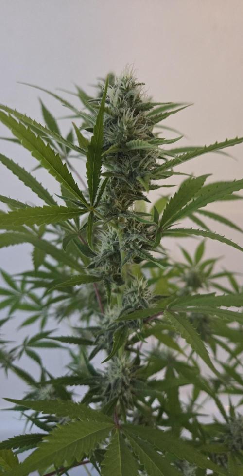 Zup Auto test grow. Week 9 - Zup 2