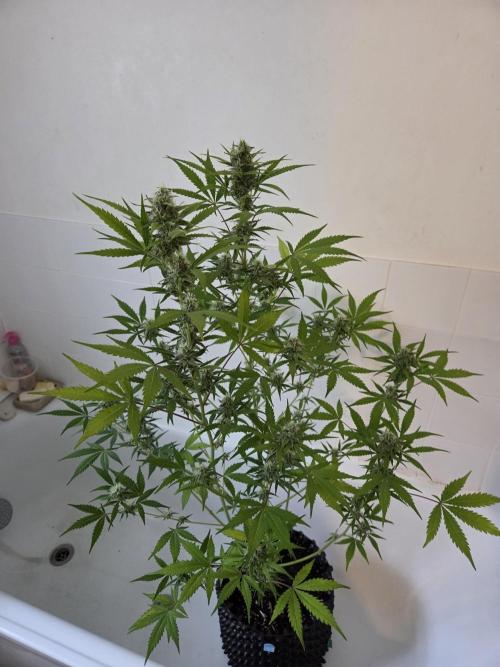Zup Auto test grow. Week 9 - Zup 2