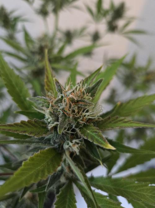 Zup Auto test grow. Week 9 - Zup 1