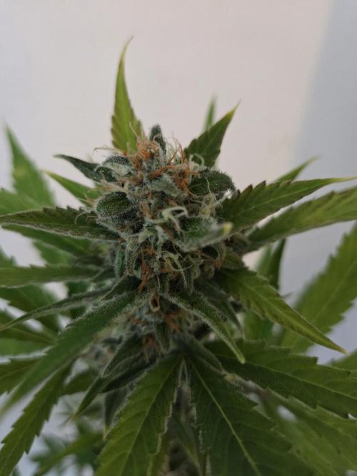 Zup Auto test grow. Week 9 - Zup 1