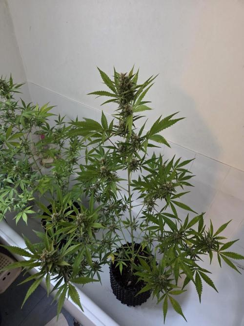 Zup Auto test grow. Week 9 - Zup 1