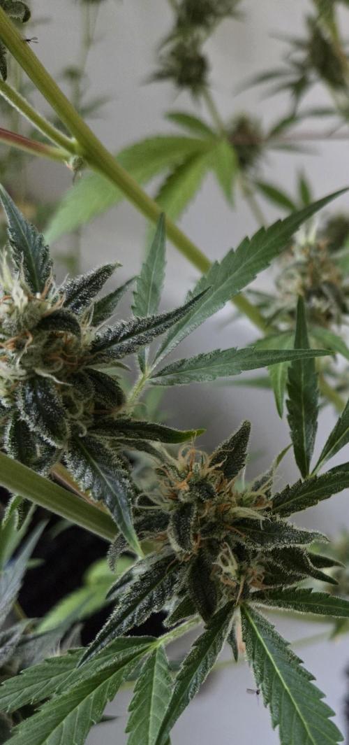 Zup Auto test grow. Week 9 - Zup 1