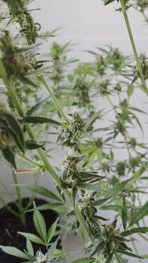 Zup Auto test grow
