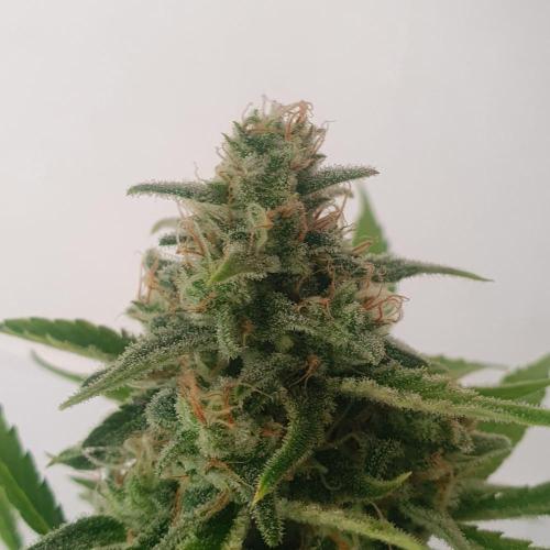 Zup Auto test grow. Week 10 - Zup 2