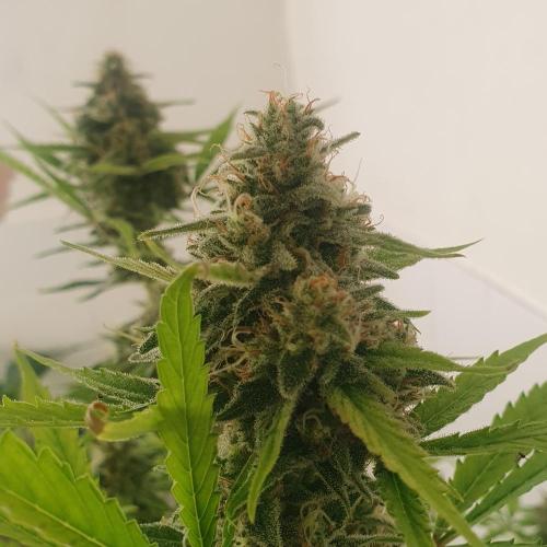 Zup Auto test grow. Week 10 - Zup 2