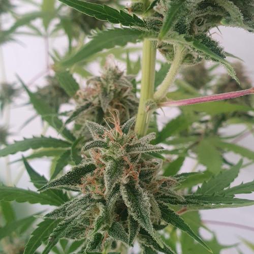 Zup Auto test grow. Week 10 - Zup 