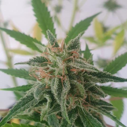 Zup Auto test grow. Week 10 - Zup 2