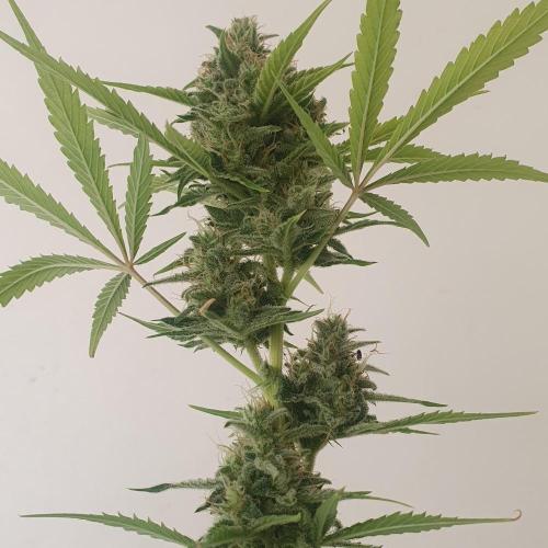 Zup Auto test grow. Week 10 - Zup 2