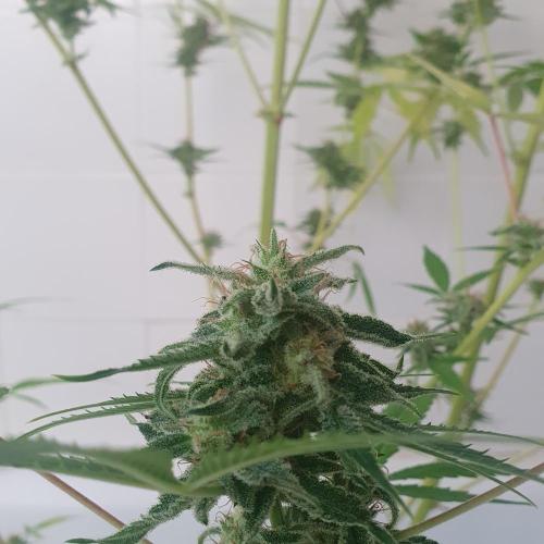 Zup Auto test grow. Week 10