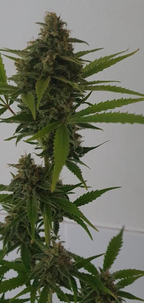 Zup Auto test grow. Week 11