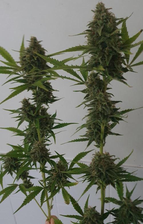 Zup Auto test grow. Week 11