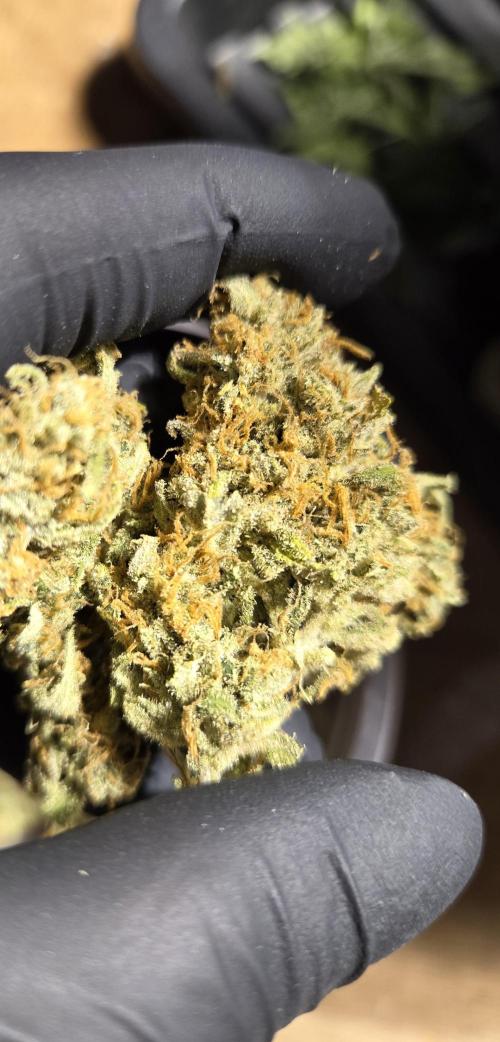 Zup Auto test grow. Week 11