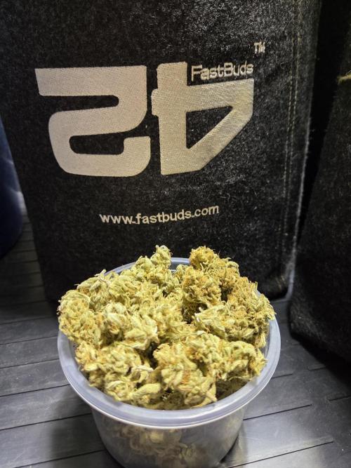 Zup Auto test grow. Week 11 - Zup 1