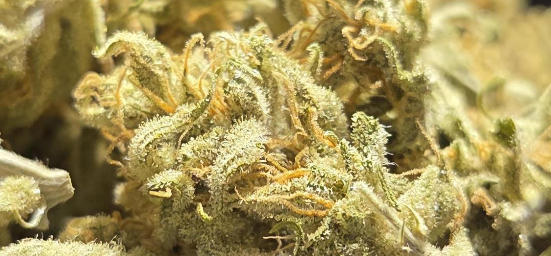 Zup Auto test grow. Week 11 - Zup 