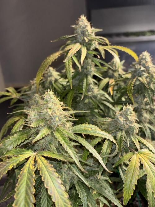 CannaGirl313
