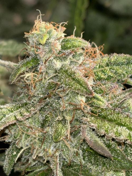 CannaGirl313