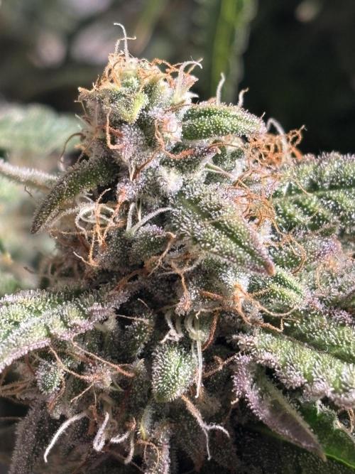 CannaGirl313