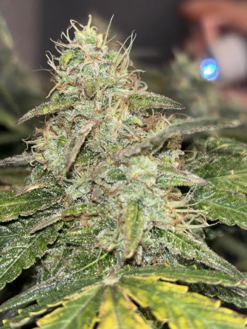 CannaGirl313