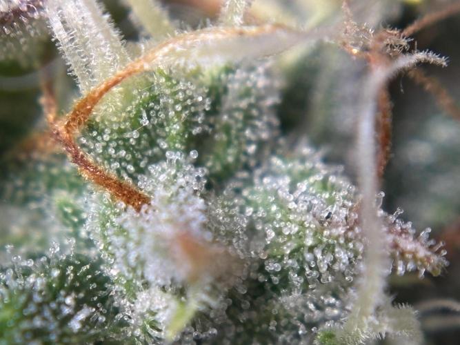 CannaGirl313
