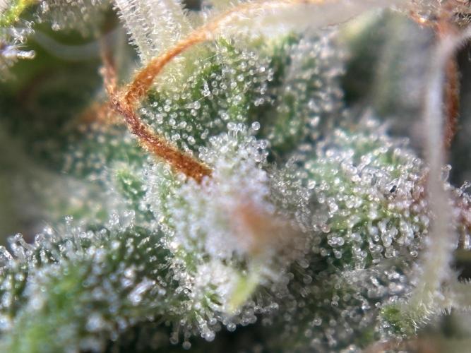 CannaGirl313
